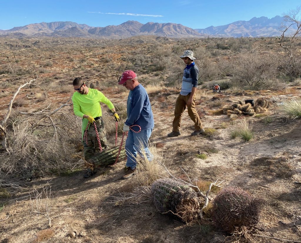 3 men carrying a cactus