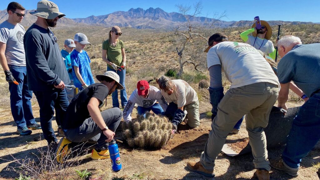 Replanting of cactus