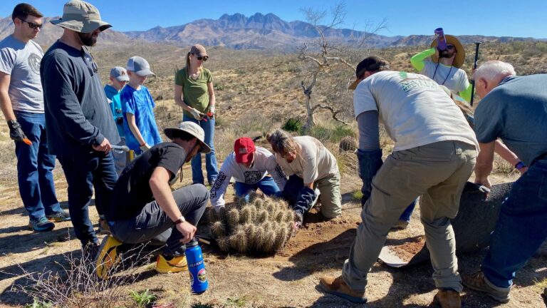 Replanting of cactus