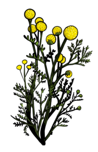 Stinknet illustrated image
