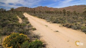 mojave desert